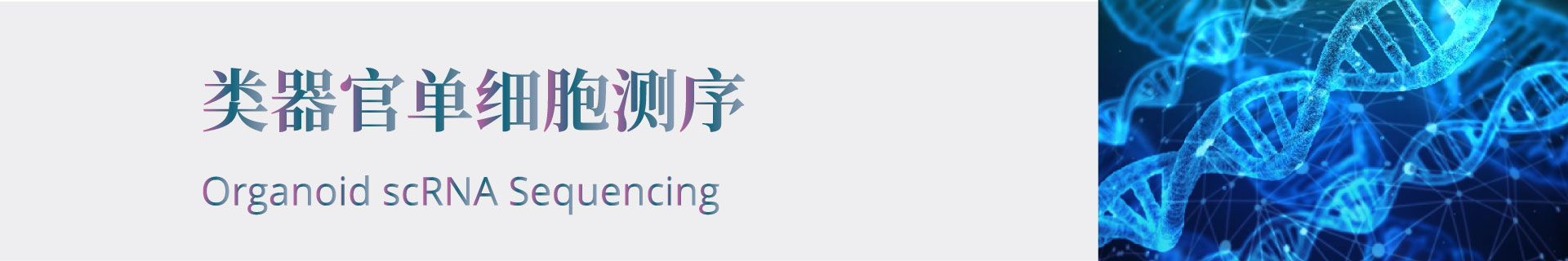 类器官单细胞测序 | 类器官CRO平台 | 技术服务 | 道生元生物医药